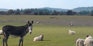 Burros “guardianes” de ovejas INIA Hidango implementa innovador sistema de cuidado ovino