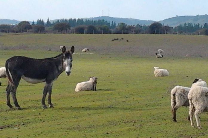 Burros “guardianes” de ovejas INIA Hidango implementa innovador sistema de cuidado ovino