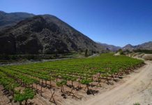 Campo del año ya tiene finalistas