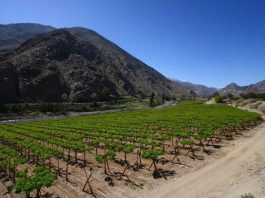 Campo del año ya tiene finalistas