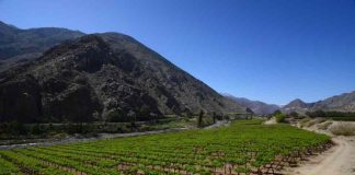 Campo del año ya tiene finalistas