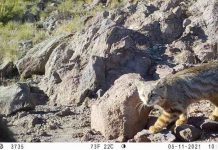 CONAF aportó 617 mil nuevos registros de fauna a plataforma mundial de biodiversidad