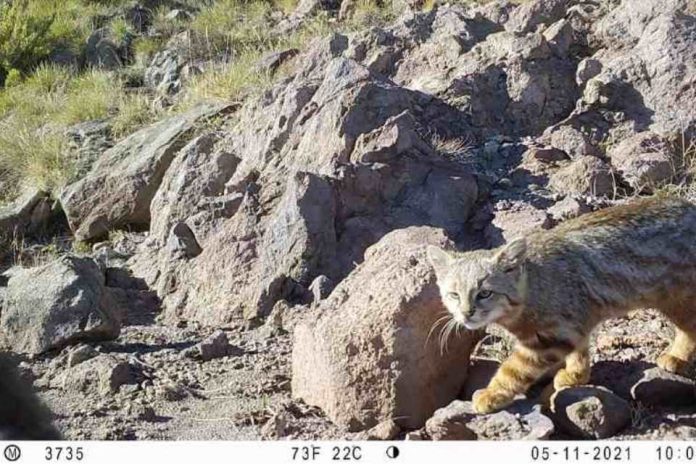 CONAF aportó 617 mil nuevos registros de fauna a plataforma mundial de biodiversidad