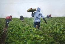 ¿Cómo la IA puede mejorar el sector agrícola y otras empresas en Chile?