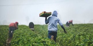¿Cómo la IA puede mejorar el sector agrícola y otras empresas en Chile?