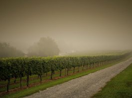 Condiciones climáticas provocan baja del 11,4% en la industria vinícola