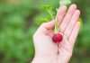 Cultivos de hortalizas: Planifica la siembra para esta primavera-verano