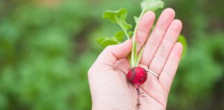 Cultivos de hortalizas: Planifica la siembra para esta primavera-verano