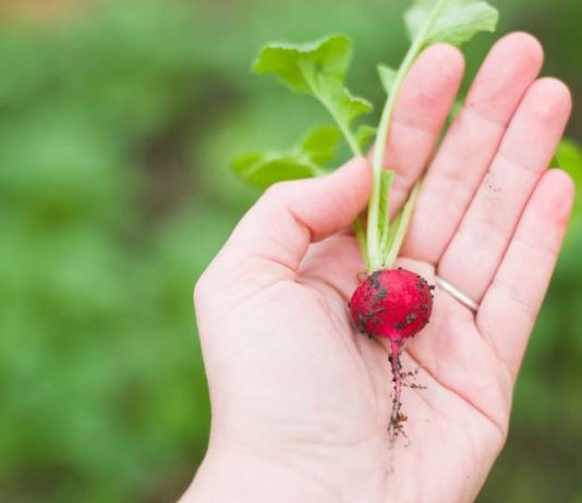 Cultivos de hortalizas: Planifica la siembra para esta primavera-verano