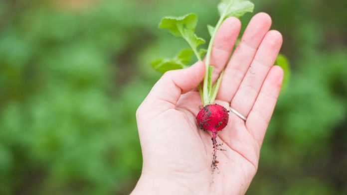 Cultivos de hortalizas: Planifica la siembra para esta primavera-verano