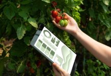 Gerente de CfiAgrotech por convocatoria de FIA: “Una excelente noticia para microempresas y pymes innovadoras en sistemas alimentarios sostenibles”