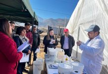 INIA entrega fertilizantes para formular solución nutritiva a agricultores beneficiarios de programa de hidroponía