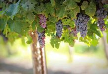 Impacto en la Fruticultura Regional Llaman a apoyar de forma urgente la firma del protocolo “Systems Approach” para la exportación de Uva de Mesa desde Chile