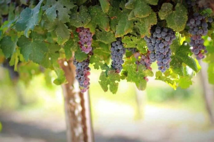 Impacto en la Fruticultura Regional Llaman a apoyar de forma urgente la firma del protocolo “Systems Approach” para la exportación de Uva de Mesa desde Chile