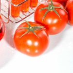 Importantes avances científicos en el desarrollo de trigo apto para celíacos, tomate hipoalergénico y tabaco de uso medicinal
