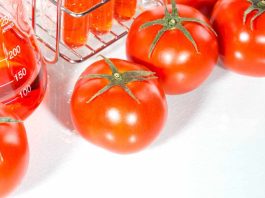 Importantes avances científicos en el desarrollo de trigo apto para celíacos, tomate hipoalergénico y tabaco de uso medicinal