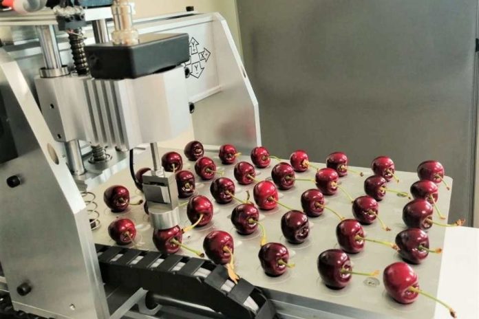 Investigadores de INIA mostrarán avances que optimizan la gestión de cosecha en cerezas de exportación