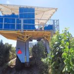 Mercado de frambuesas en Chile: Nuevas oportunidades de crecimiento en el sur del país