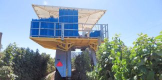 Mercado de frambuesas en Chile: Nuevas oportunidades de crecimiento en el sur del país