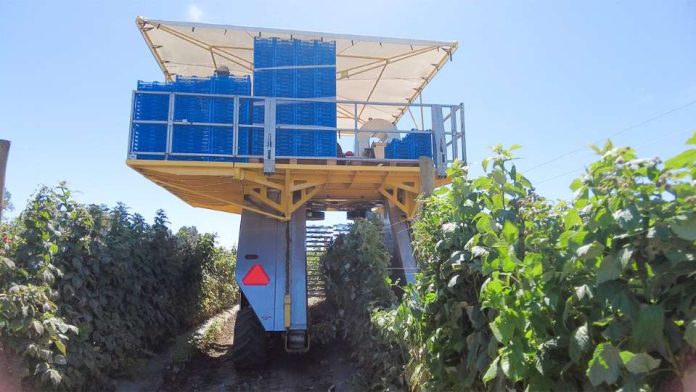 Mercado de frambuesas en Chile: Nuevas oportunidades de crecimiento en el sur del país