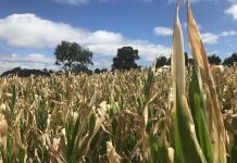 Minagri insta a agricultores a proteger sus cultivos ante riesgos climáticos