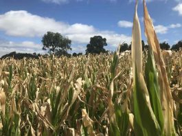 Minagri insta a agricultores a proteger sus cultivos ante riesgos climáticos
