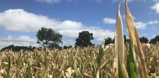 Minagri insta a agricultores a proteger sus cultivos ante riesgos climáticos