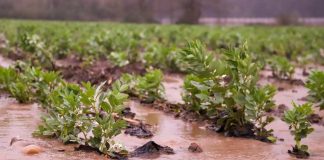 Ministerio de Agricultura decreta Emergencia Agrícola en 16 comunas de la región de la Araucanía tras sistema frontal