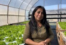 Poder femenino: Agricultoras de Limarí y Choapa se la juegan con la hidroponía y mejoran sus ingresos con baja demanda hídrica