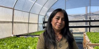 Poder femenino: Agricultoras de Limarí y Choapa se la juegan con la hidroponía y mejoran sus ingresos con baja demanda hídrica