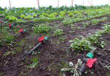 Programa de pequeña agricultura de la CNR fortalece el riego con energía limpias en Biobío