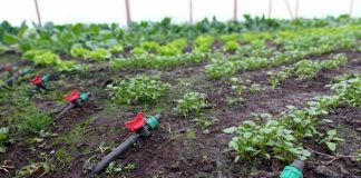 Programa de pequeña agricultura de la CNR fortalece el riego con energía limpias en Biobío