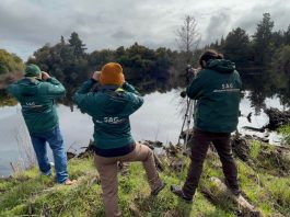 SAG Biobío caracteriza avifauna silvestre en cuerpos de agua cercanos a planteles industriales de aves de postura