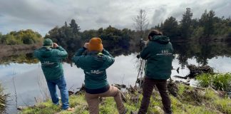 SAG Biobío caracteriza avifauna silvestre en cuerpos de agua cercanos a planteles industriales de aves de postura