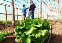 Seremi Metropolitana de Agricultura y Comisión Nacional de Riego invitan a postular a concursos para mujeres y pequeña agricultura