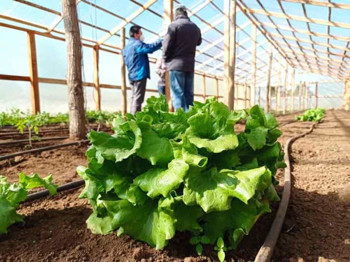 Seremi Metropolitana de Agricultura y Comisión Nacional de Riego invitan a postular a concursos para mujeres y pequeña agricultura