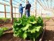 Seremi Metropolitana de Agricultura y Comisión Nacional de Riego invitan a postular a concursos para mujeres y pequeña agricultura