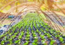 Sistemas productivos en el sector agropecuario y el cambio climático
