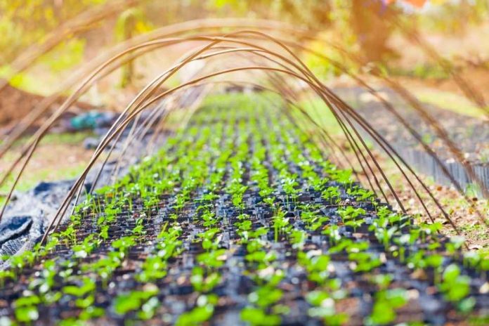 Sistemas productivos en el sector agropecuario y el cambio climático