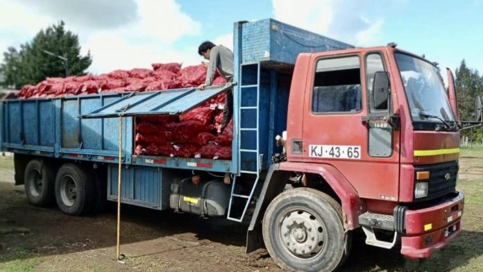 Usuarios del Prodesal de Los Álamos realizaron venta de papas a pequeños agricultores de Hualqui