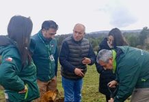 Valoran aprobación de recursos para el manejo del gusano blanco