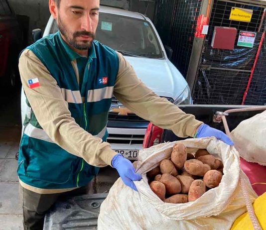 SAG ha interceptado más de 77 toneladas de papas que ingresan de manera ilegal al país