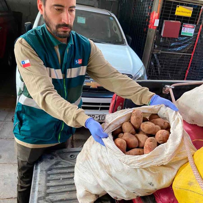 SAG ha interceptado más de 77 toneladas de papas que ingresan de manera ilegal al país