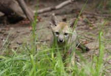 Académica de la UdeC destaca rol de las especies silvestres en la mitigación del cambio climático