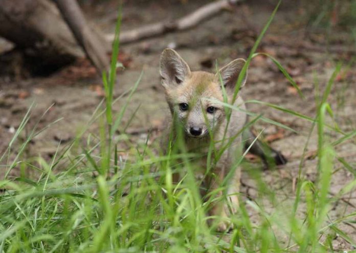 Académica de la UdeC destaca rol de las especies silvestres en la mitigación del cambio climático
