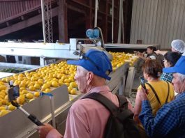 Agricultores de Punitaqui viajan a Argentina a conocer el limón de Tucumán, lideres de la citricultura trasandina 