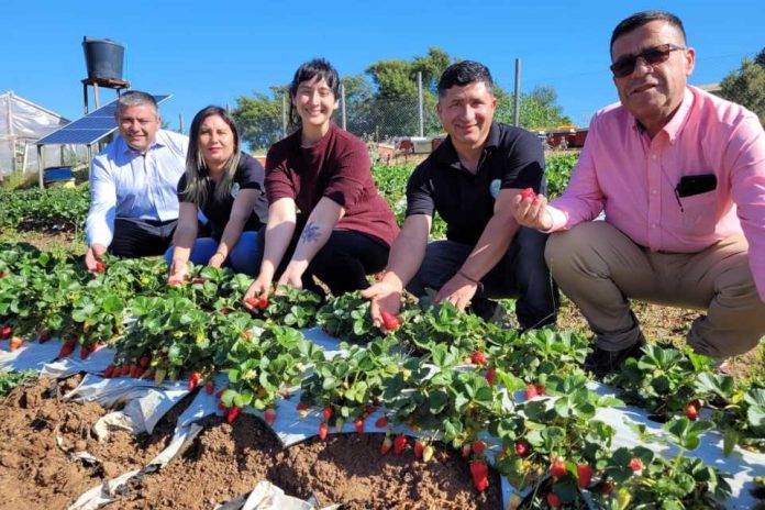 Huerto San Francisco de Quillón da nuevos frutos con sala de procesos apoyada por INDAP