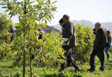 Coproducción de conocimiento para el manejo intrapredial de la polinización en huertos de palto