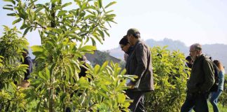 Coproducción de conocimiento para el manejo intrapredial de la polinización en huertos de palto