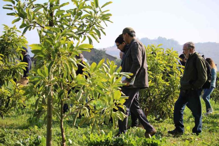 Coproducción de conocimiento para el manejo intrapredial de la polinización en huertos de palto